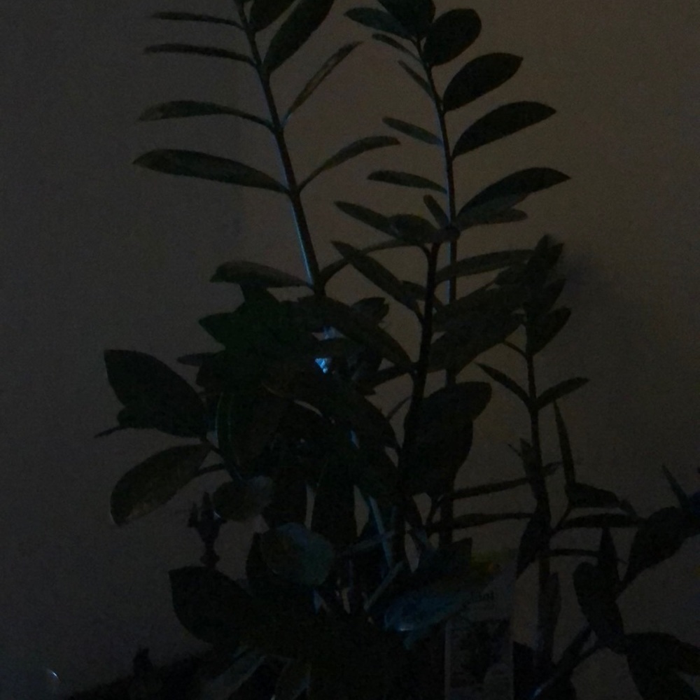 Meet your Posher, Lia